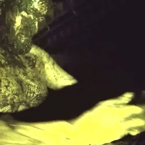 Под коровником