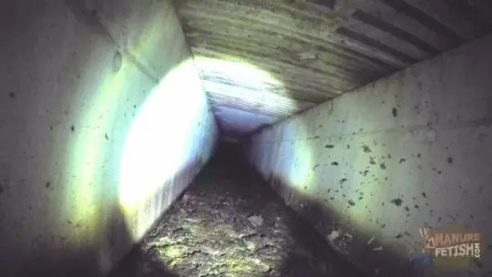 under the cowshed long aisle filled with manure