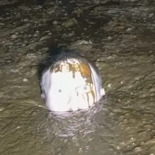 Under the Cowshed Volume 2