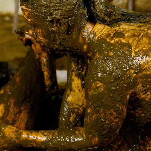 Data del liquame di mucca nel lattice