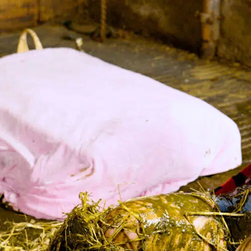 Bettys, la fille de fermier, a fait une erreur désordonnée