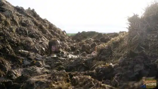 ON TOUR: Digging in the dung pile - Image 8