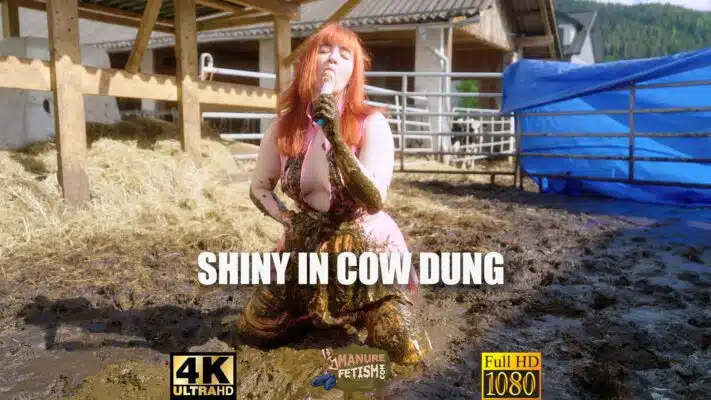 Shiny In Cow Dung Trailer
