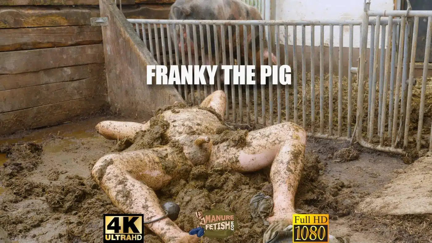 Franky The Pig