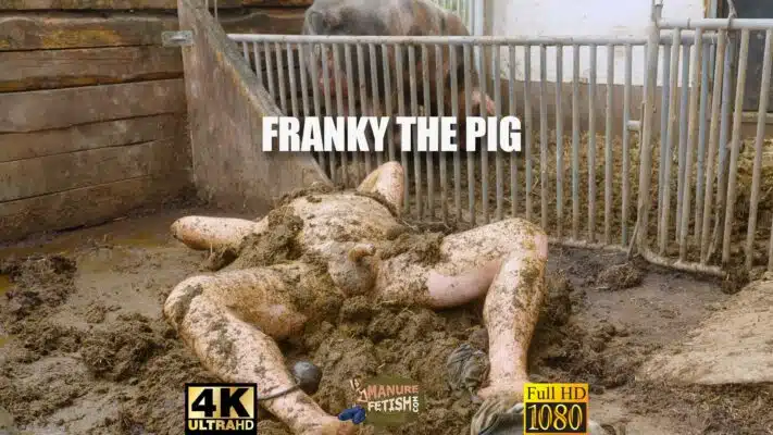 Franky The Pig